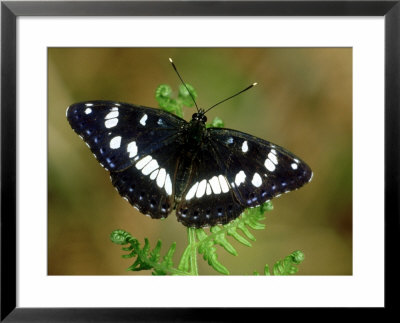 Southern White Admiral, Medoc, South West France by Berndt Fischer Pricing Limited Edition Print image