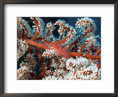 Long Nose Hawkfish, Amongst Coral, Indonesia by Mark Webster Pricing Limited Edition Print image