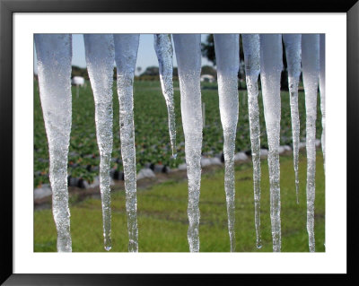 Icicles Hang From Sign At Fancy Farms, A Strawberry Farm In Plant City, Florida, December 2000 by Dale E. Wilson Pricing Limited Edition Print image