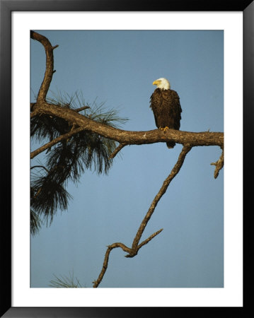 American Bald Eagle Perches On Tree Branch by Klaus Nigge Pricing Limited Edition Print image