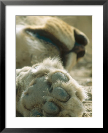 Lion, Male, Kgalagadi Transfrontier Park, South Africa by Richard Packwood Pricing Limited Edition Print image
