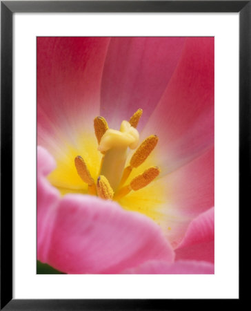 Tulipa Happy Family (Triumph Tulip), Pink Flower by Chris Burrows Pricing Limited Edition Print image