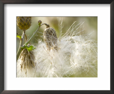 Thistle Seedheads In Autumn by Mark Bolton Pricing Limited Edition Print image