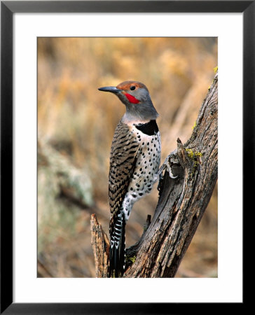 Northern Flicker, Oregon, Usa by Charles Sleicher Pricing Limited Edition Print image