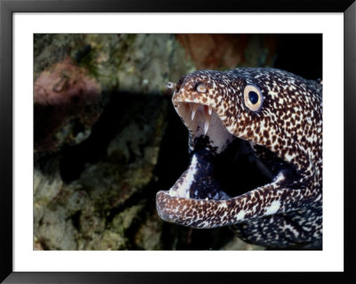 A Close-View The Gaping Jaws Of A Spotted Moray Eel by Wolcott Henry Pricing Limited Edition Print image