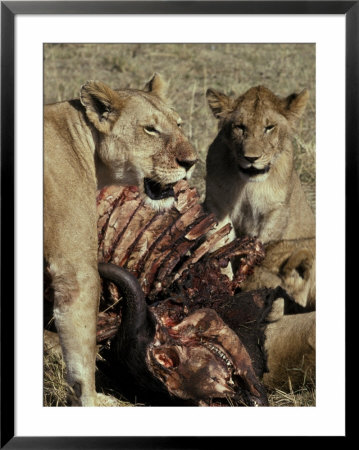 Pride Of African Lions Feed On The Spoils, A Cape Buffalo Kill by Jason Edwards Pricing Limited Edition Print image