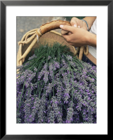 Lavender Harvest, Vashon, Washington State, United States Of America, North America by Colin Brynn Pricing Limited Edition Print image