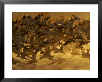 Flock Of Snow Geese Taking Off In Ground Fog, Bosque Del Apache National Wildlife Reserve by Arthur Morris Pricing Limited Edition Print image