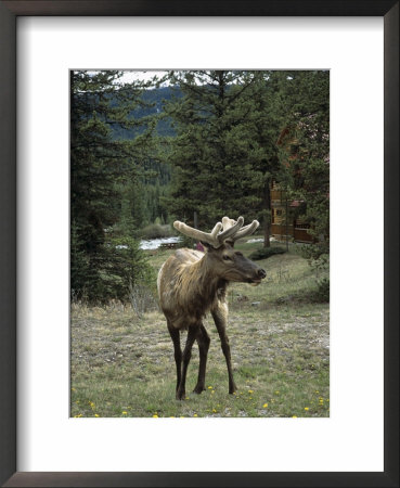 Elk Or Wapiti (Cervus Elaphus), Bow Valley Parkway, Near Lake Louise, Rocky Mountains by Pearl Bucknall Pricing Limited Edition Print image