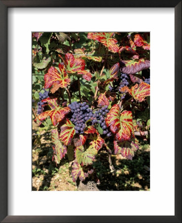 Vineyards Near Nuits St. Georges, Burgundy, France by Adam Woolfitt Pricing Limited Edition Print image