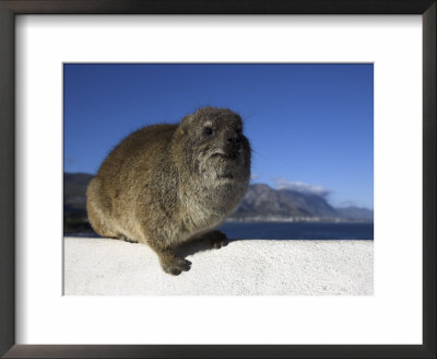 Rock Hyrax, Procavia Johnstonia, On Wall With Hermanus In Background, Western Cape, South Africa by Steve & Ann Toon Pricing Limited Edition Print image