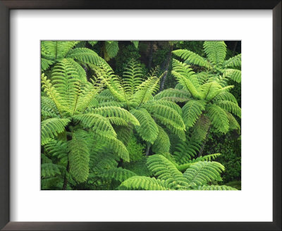 Ferns, Ah Reed Memorial Kauri Park, Northland, New Zealand by David Wall Pricing Limited Edition Print image