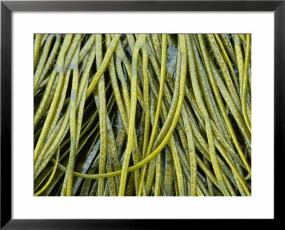 Seaweed, Orkney, Scotland by Iain Sarjeant Pricing Limited Edition Print image
