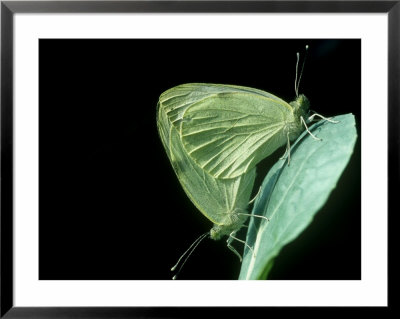 Large Whites, Mating, Uk by Barrie Watts Pricing Limited Edition Print image
