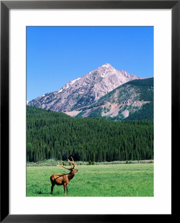 Elk And Mountains Near Coyote Valley, Rocky Mountain National Park, Colorado by Holger Leue Pricing Limited Edition Print image