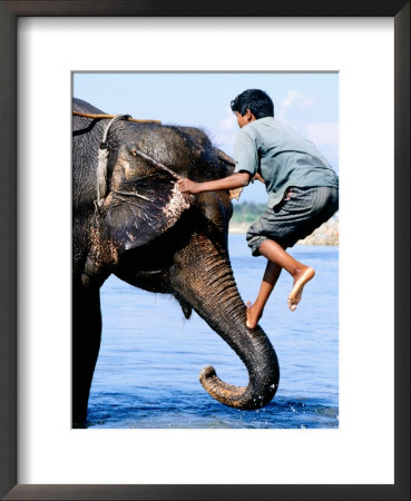 Man Climbing Up Trunk Of Elephant In Water, Royal Chitwan National Park, Narayani, Nepal by Christer Fredriksson Pricing Limited Edition Print image