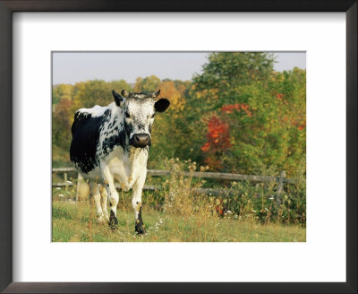 Randall Blue Lineback, Rare Breed Of Domestic Cattle, Connecticut, Usa by Lynn M. Stone Pricing Limited Edition Print image