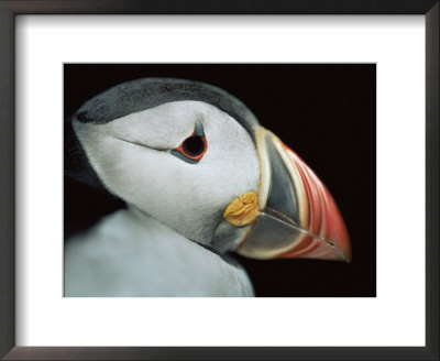 Puffin Portrait, Runde, Norway by Bence Mate Pricing Limited Edition Print image