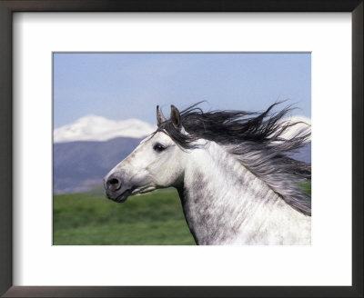Grey Andalusian Stallion Head Portrait, Colorado, Usa by Carol Walker Pricing Limited Edition Print image