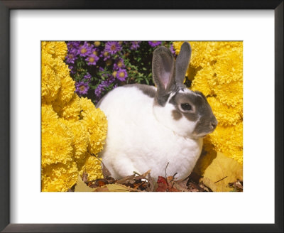 Mini Rex Rabbit, Amongst Flowers, Usa by Lynn M. Stone Pricing Limited Edition Print image