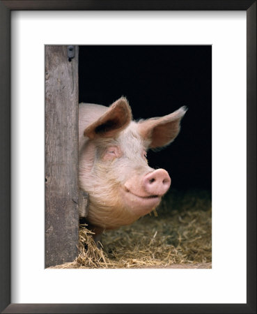 Domestic Pig Looking Out Of Stable, Europe by Reinhard Pricing Limited Edition Print image