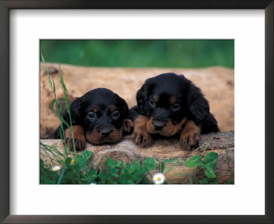 Domestic Dogs, Two Gordon Setter Puppies Resting On Log by Adriano Bacchella Pricing Limited Edition Print image