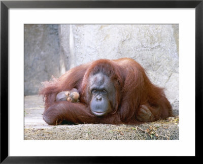 Bornean Orangutan, Mum And 2 Month Old Baby, Zoo Animal by Stan Osolinski Pricing Limited Edition Print image