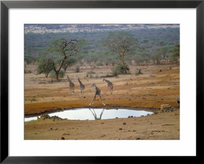 Giraffe, Tsavo West National Park, Kenya, East Africa, Africa by Storm Stanley Pricing Limited Edition Print image