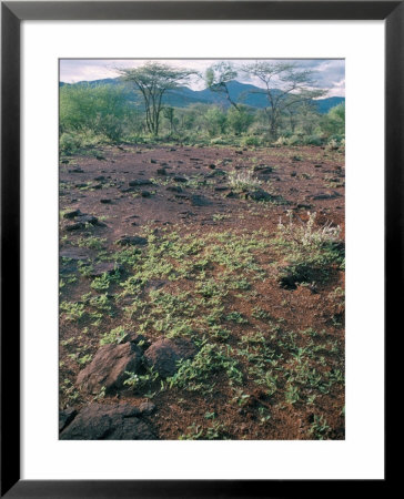 Green Re-Growth After Rains, Laikipia, Kenya, East Africa, Africa by N A Callow Pricing Limited Edition Print image