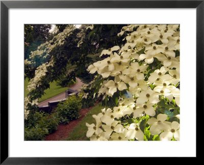 Dogwood Trees Bloom At The Vietnam Memorial In Washington Park, Portland, Oregon, Usa by Janis Miglavs Pricing Limited Edition Print image