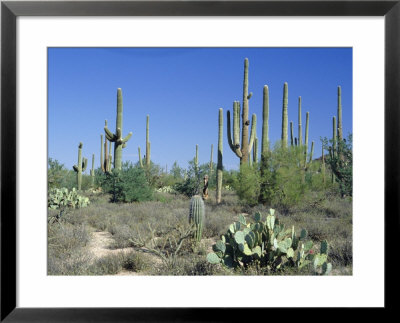 Saguaro Organ Pipe Cactus And Prickly Pear Cactus, Saguaro National Monument, Tucson, Arizona, Usa by Anthony Waltham Pricing Limited Edition Print image