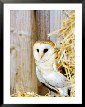 Barn Owl, Adult In Barn On Straw, Uk by Mike Powles Pricing Limited Edition Print image