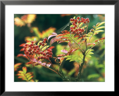 Sorbus Commixta by Mark Bolton Pricing Limited Edition Print image