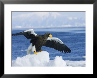 Stellars Sea Eagle, Wings Open About To Take-Off, Japan by Roy Toft Pricing Limited Edition Print image