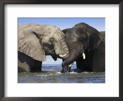 Two African Elephants Playing In River Chobe, Chobe National Park, Botswana by Tony Heald Pricing Limited Edition Print image