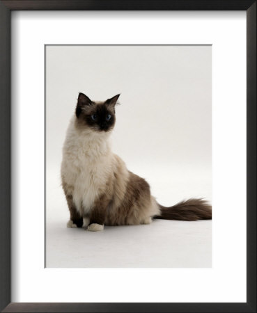 Domestic Cat, Mitted Seal-Point Ragdoll Male by Jane Burton Pricing Limited Edition Print image