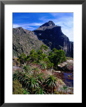 Flora With Mount Anne Behind, South West National Park, Tasmania, Australia by Gareth Mccormack Pricing Limited Edition Print image