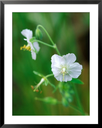 Mourning Widow, Close-Up Of White Flower by Lynn Keddie Pricing Limited Edition Print image