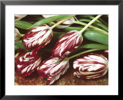 Cut Parrot Tulipa (Tulips) Red & Cream Colour by Linda Burgess Pricing Limited Edition Print image