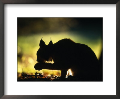 Young Male European Lynx Cleaning Paw Silhouetted In Broadleaf Woodland, Bohemia, Czech Republic by Niall Benvie Pricing Limited Edition Print image