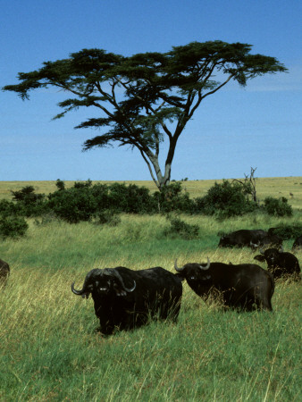 Masai Mara Male And Female Cape Buffalo Look On Under An Acacia Tree by Daniel Dietrich Pricing Limited Edition Print image