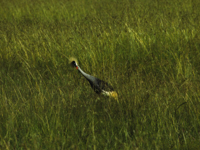 Crested Crane Curiously Looks On Through The Tall Grasses Of Masai Mara National Park by Daniel Dietrich Pricing Limited Edition Print image