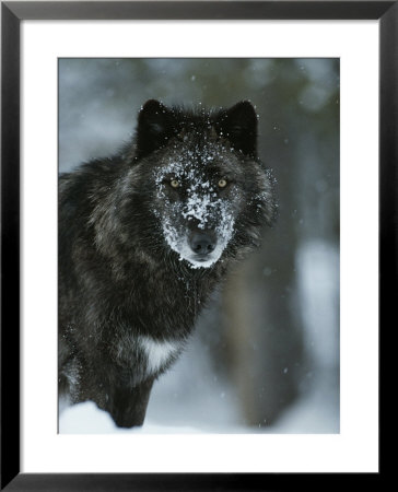 Snow Flakes Cover The Face Of A Black-Colored Gray Wolf, Canis Lupus by Jim And Jamie Dutcher Pricing Limited Edition Print image