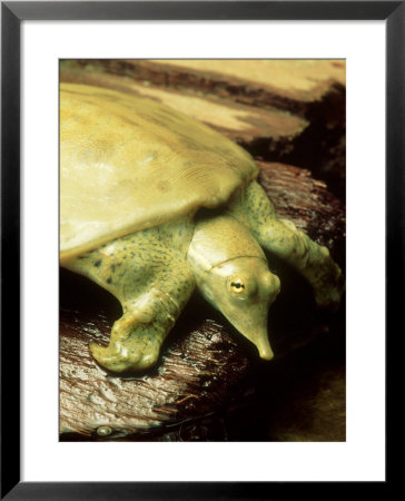 Gulf Coast Smooth Softshell Turtle, Nd by David M. Dennis Pricing Limited Edition Print image