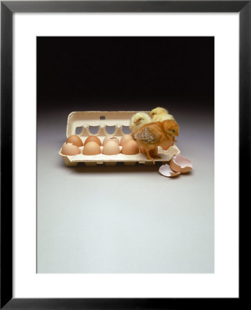 Chicks In A Carton Of Eggs by Bob Kramer Pricing Limited Edition Print image