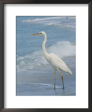Great Blue Heron, White Morph, Florida by Roy Toft Pricing Limited Edition Print image