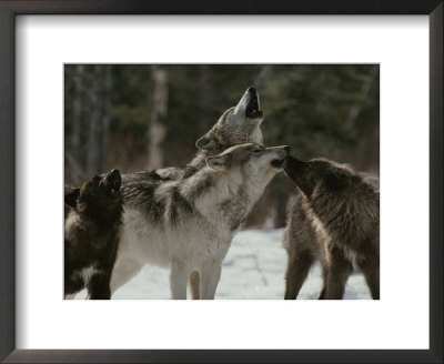 Pack Of Gray Wolves, Canis Lupus, Howl by Jim And Jamie Dutcher Pricing Limited Edition Print image