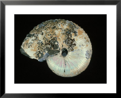 Ammonite, Fox Hills Formation, South Dakota by David M. Dennis Pricing Limited Edition Print image