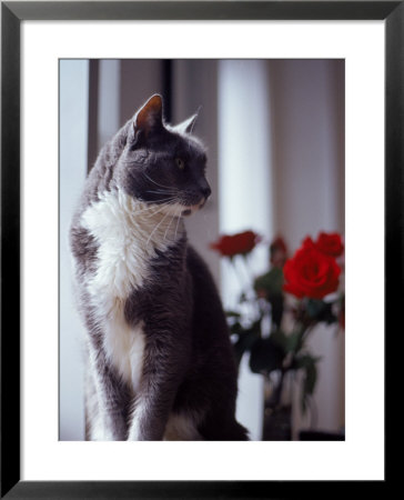 Cat Near Window With Roses In Background by Debra Cohn-Orbach Pricing Limited Edition Print image