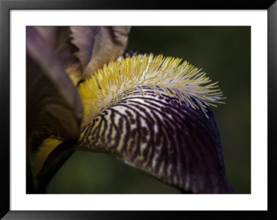 The Intricate Markings Of A Purple Orchid Petal And Yellow Stamen, Australia by Jason Edwards Pricing Limited Edition Print image